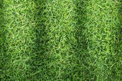 Grass texture or grass background for golf course soccer field or sports design. Foto stock