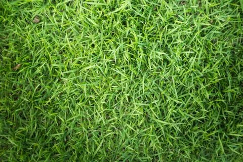 Grass texture or grass background for golf course soccer field or sports design. Stock Photos