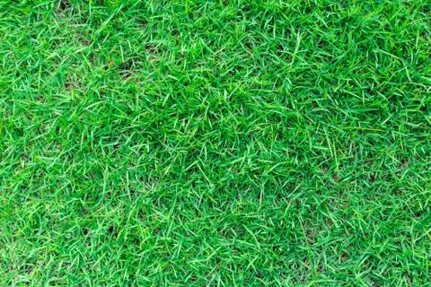 Grass texture or grass background for golf course soccer field or sports design. Fotos de archivo