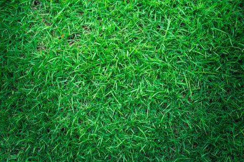 Grass texture or grass background for golf course soccer field or sports design. Stock Photos