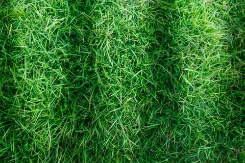 Grass texture or grass background for golf course soccer field or sports design. Foto stock
