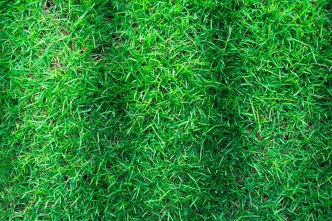 Grass texture or grass background for golf course soccer field or sports design. Foto stock