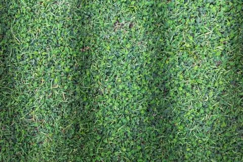 Grass texture or grass background for golf course soccer field or sports design. Foto stock