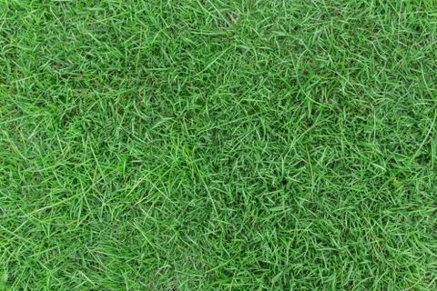 Grass texture or grass background for golf course soccer field or sports design. Foto stock
