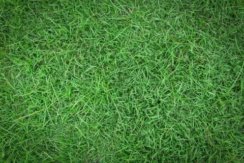 Grass texture or grass background for golf course soccer field or sports design. Foto stock