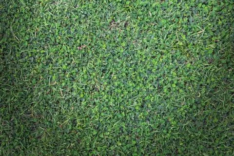 Grass texture or grass background for golf course soccer field or sports design. Foto stock