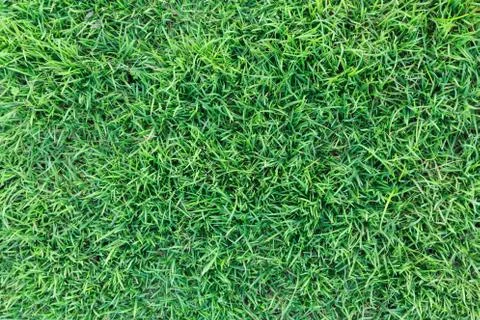 Grass texture or grass background for golf course soccer field or sports design. Foto stock