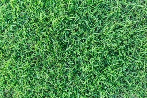 Grass texture or grass background for golf course soccer field or sports design. Foto stock