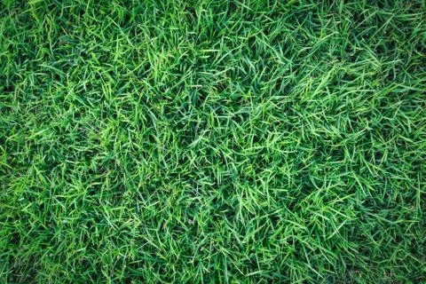 Grass texture or grass background for golf course soccer field or sports design. Foto stock