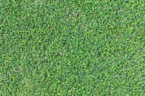 Grass texture or grass background for golf course soccer field or sports design. Foto stock