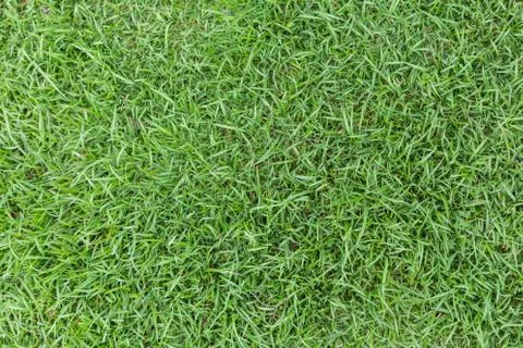 Grass texture or grass background for golf course soccer field or sports design. Stockfoto's