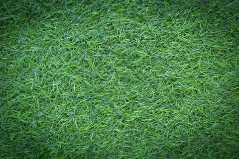 Grass texture or grass background for golf course soccer field or sports design. Foto stock