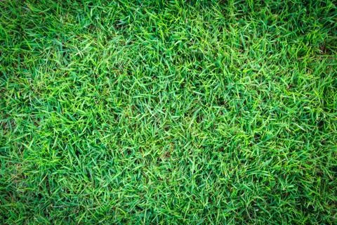 Grass texture or grass background for golf course soccer field or sports design. Fotos de archivo