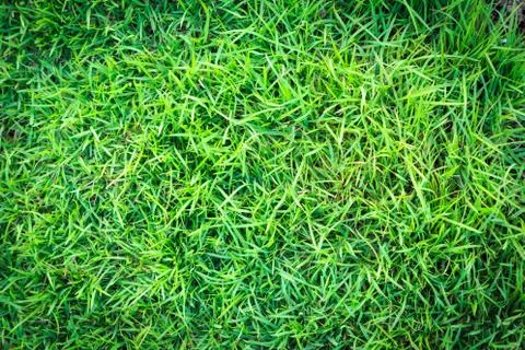 Grass texture or grass background for golf course soccer field or sports design. 写真素材