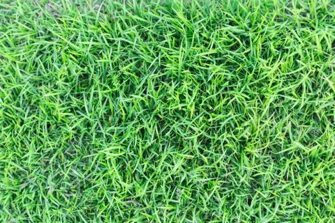 Grass texture or grass background for golf course soccer field or sports design. Stock Photos