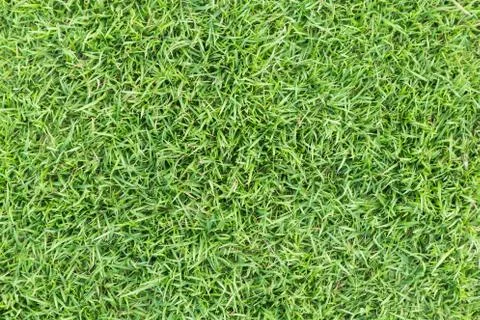 Grass texture or grass background for golf course soccer field or sports design. Foto stock