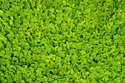 Grass texture Stock Photos