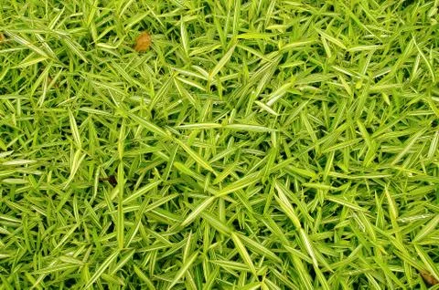 Grass texture Stock Photos