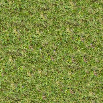 Grass Texture. Foto stock
