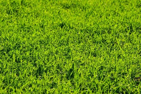 Grass texture Stock-Fotos