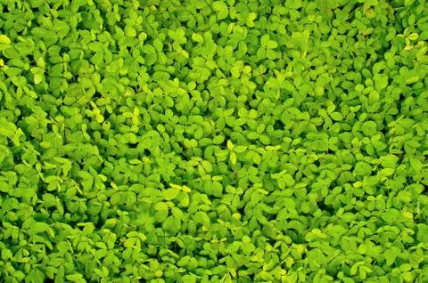 Grass texture Stock Photos