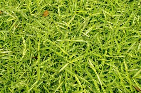 Grass texture Stock Photos