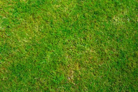 Grass texture 写真素材