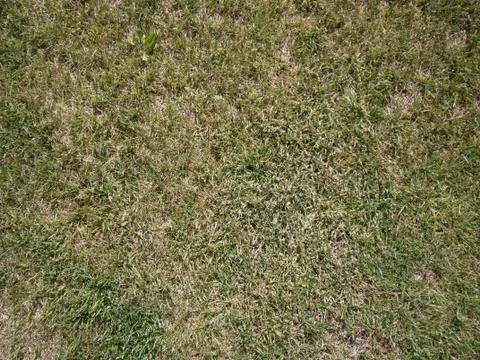 Grass texture Stock Photos