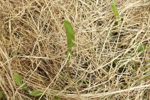 Grass texture Stock Photos