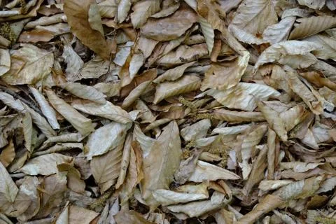 Grass texture Stock Photos