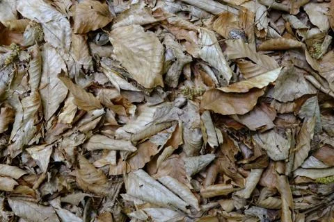 Grass texture Stock Photos