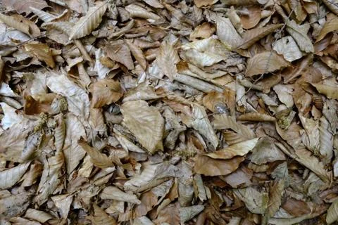 Grass texture Stock Photos