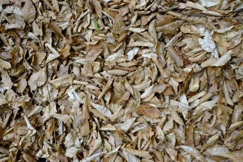 Grass texture Stock Photos