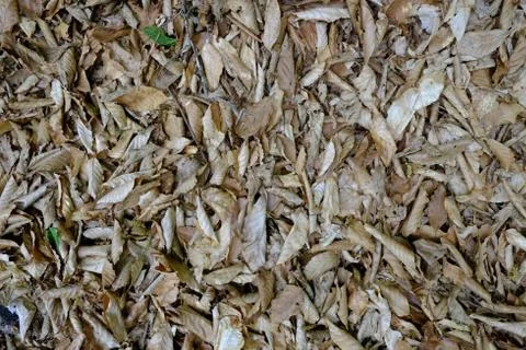 Grass texture Stock Photos