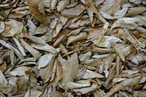 Grass texture Stock Photos