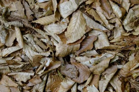 Grass texture Stock Photos