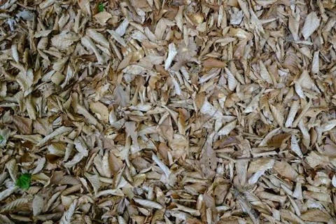 Grass texture Stock Photos