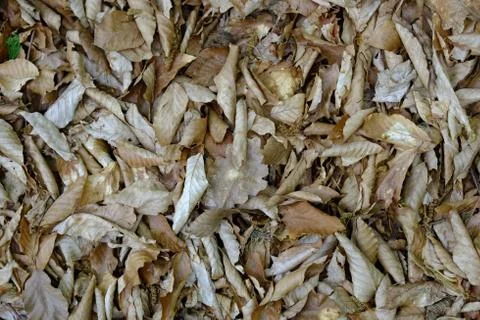 Grass texture Stock Photos