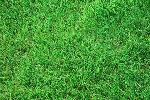 Grass texture Stock Photos