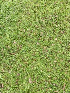 Grass Texture Stock-Fotos