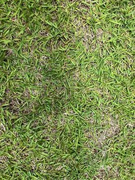 Grass texture Stock Photos