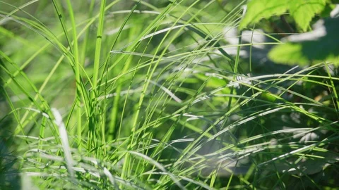 Grass texture in the sun Stock Footage 114030011