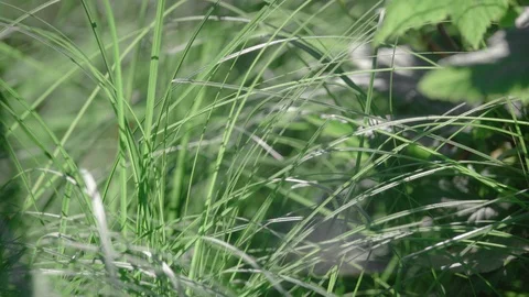Grass texture in the sun Stock Footage 119966860