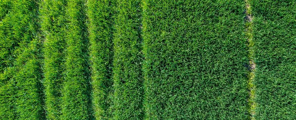 Grass texture with traces Stock Photos