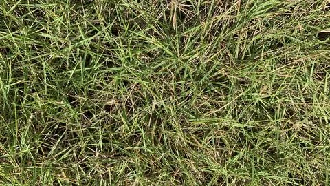 This is grass texture wallpaper Stock Photos