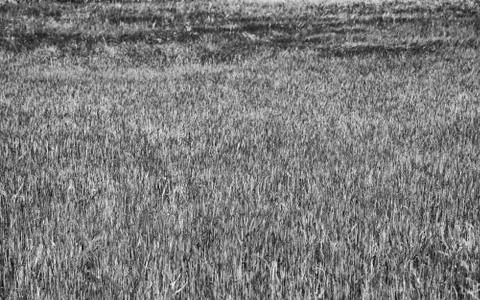 Grass textures field Stock Photos