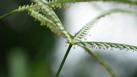 Grass thatch moving by wind. Stock Footage 144925487