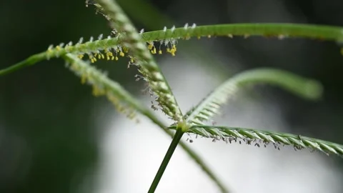 Grass thatch moving by wind. Stock Footage 144925508