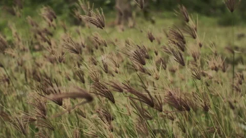 Grass that thrives in nature 動画素材 160969654