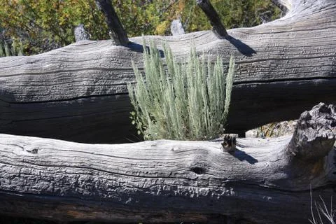Grass through fallen logs,craters of the moon monument, idaho Stock Photos